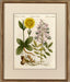 Plantae CXXXVII 8