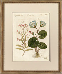 Plantae XCIV 8