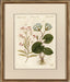 Plantae XCIV 8