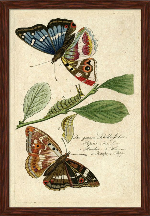 Papilio Grande 7