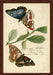 Papilio Grande 7