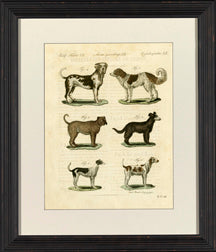 Dog Species II 7