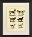 Dog Species II 7