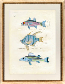 Blue Fish II 8