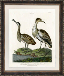 Bittern 7