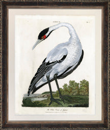 White Crane 7
