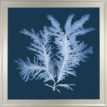 X Ray Seagrass I 7