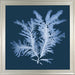 X Ray Seagrass I 7