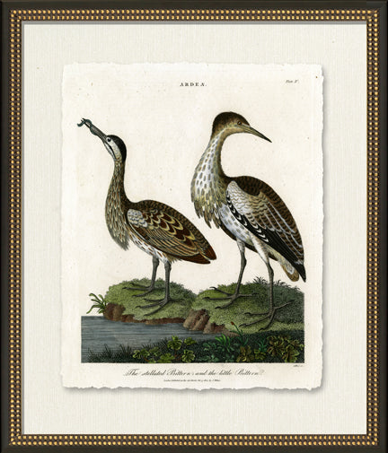 Medium Bittern 8