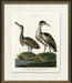 Medium Bittern 8