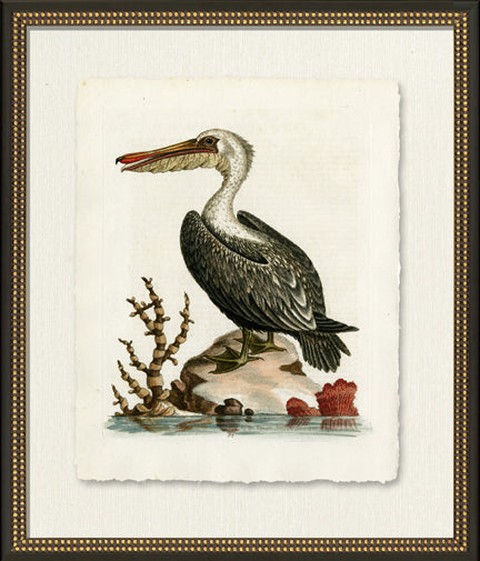 Medium Pelican 8