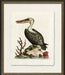 Medium Pelican 8