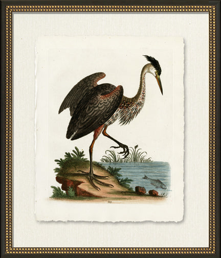 Medium Standing Heron 8