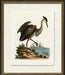 Medium Standing Heron 8