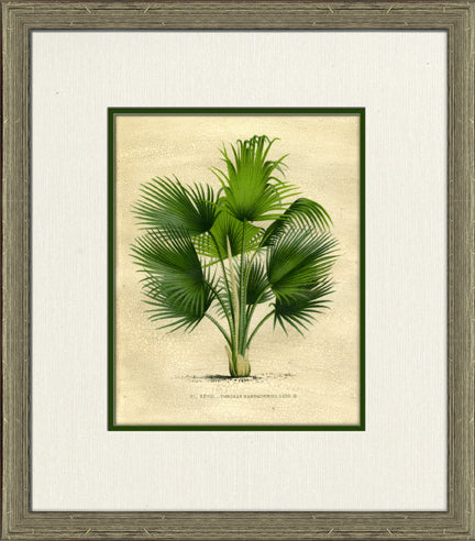 Small Island Palm II 8
