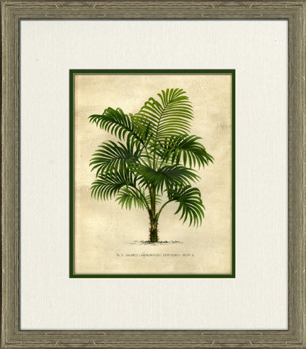 Small Island Palm IV 8