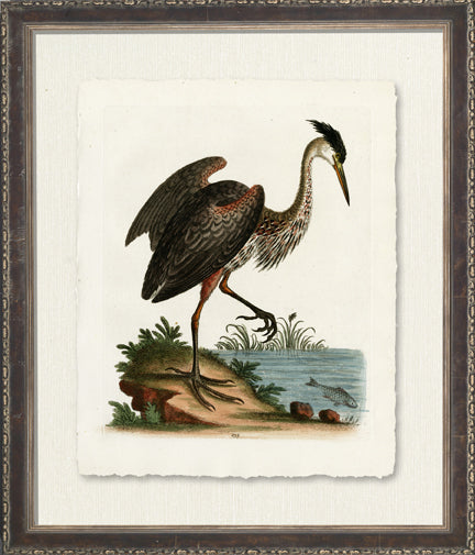 Standing Heron 7