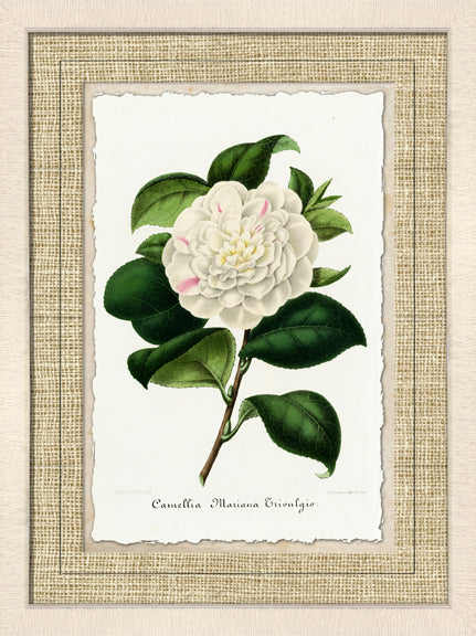 Carnation II 7