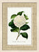 Carnation II 7