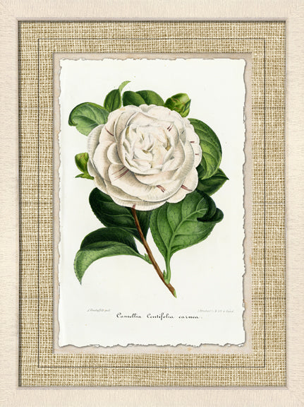 Carnation III 7