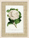Carnation III 7