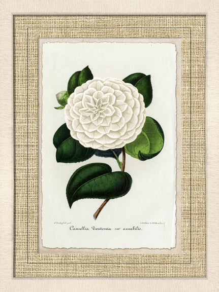 Carnation IV 7