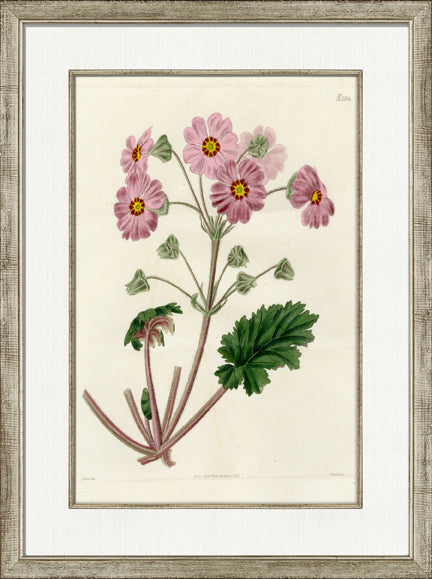 Medium Antique Blush Floral I 7