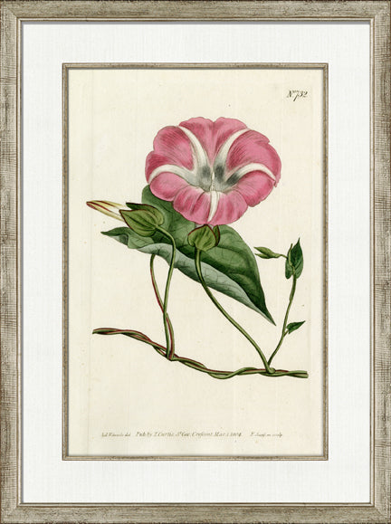 Medium Antique Blush Floral II 7