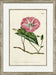 Medium Antique Blush Floral II 7