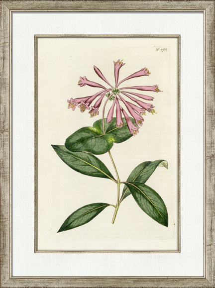 Medium Antique Blush Floral III 7