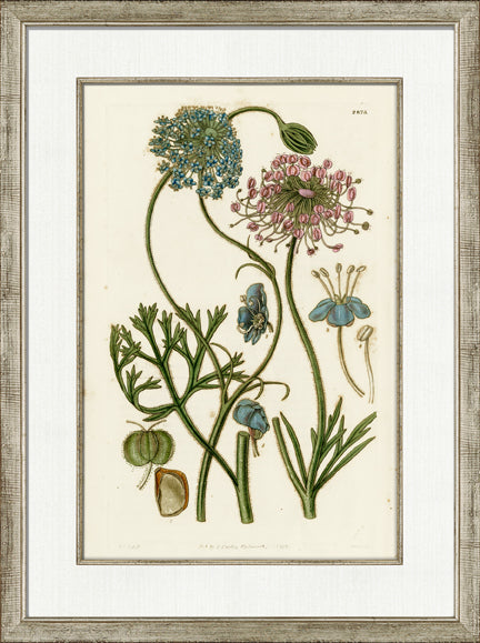 Medium Antique Blush Floral IV 7