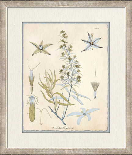 Blue Blossoms 1 8