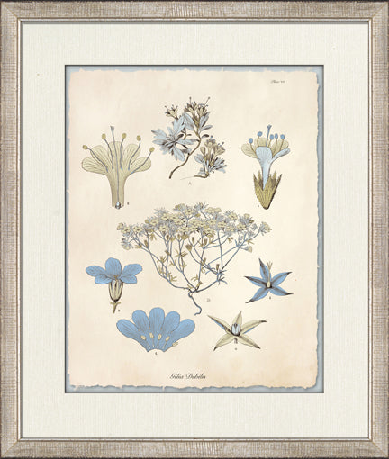 Blue Blossoms 2 8