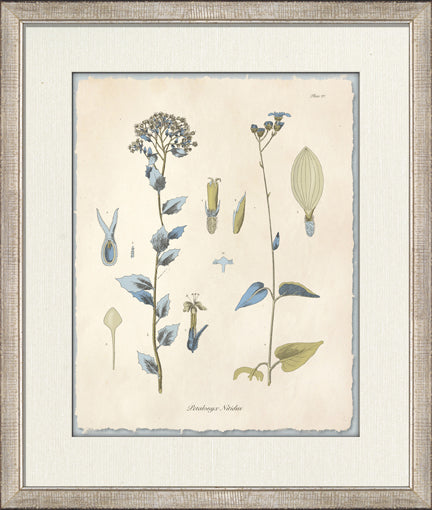 Blue Blossoms 5 8