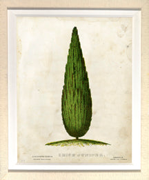 Irish Juniper 7