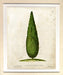 Irish Juniper 7
