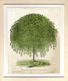 Kilmamok Willow 7