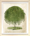 Kilmamok Willow 7