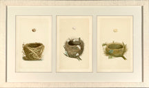 Morris Bird Nests II 7