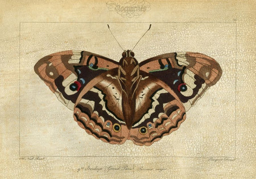  Crackled Canvas Moth IV 33W x 24H 7