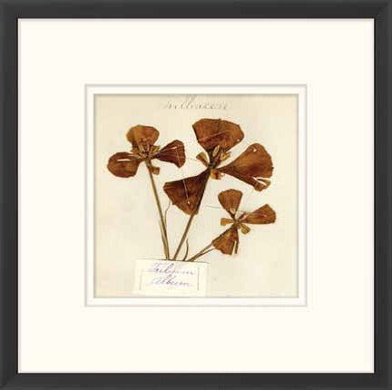  Napa Valley 1872 Herbarium XVI 22W x 22H 8