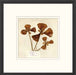  Napa Valley 1872 Herbarium XVI 22W x 22H 8