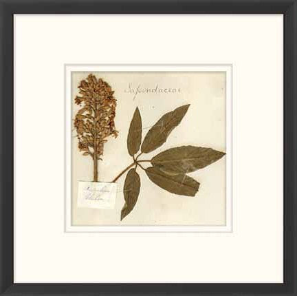  Napa Valley 1872 Herbarium XVII 8