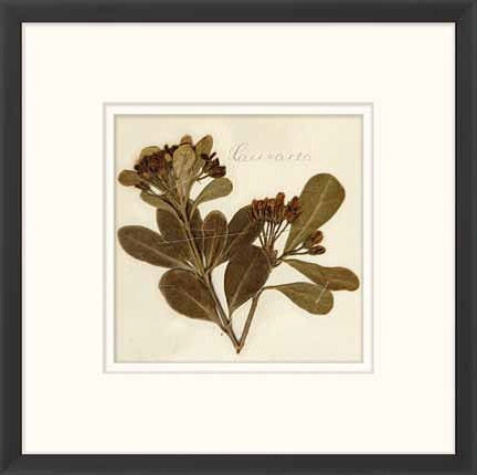 Napa Valley 1872 Herbarium XVIII 22W x 22H 8