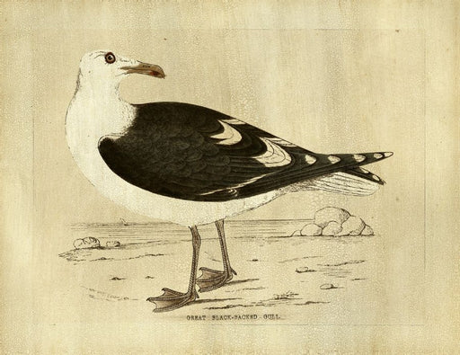  Great Black Backed Gull 23W x 18H 7