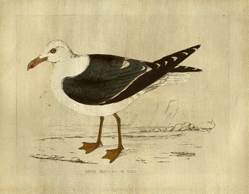  Gull 23W x 18H 7