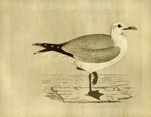  Seagull 23W x 18H 7