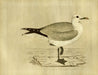  Seagull 23W x 18H 7