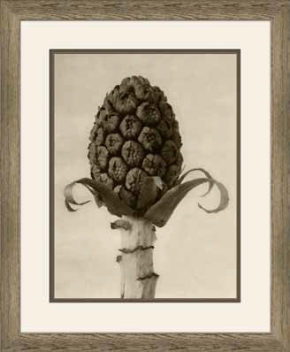  Art Forms of Nature III 18W x 22H 8