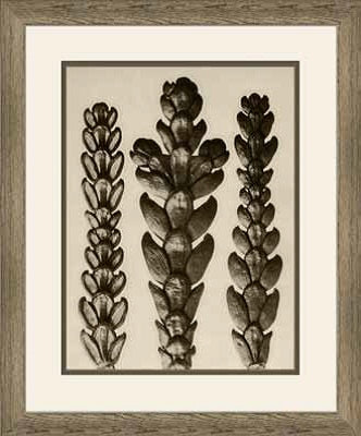  Art Forms of Nature VIII 18W x 22H 8